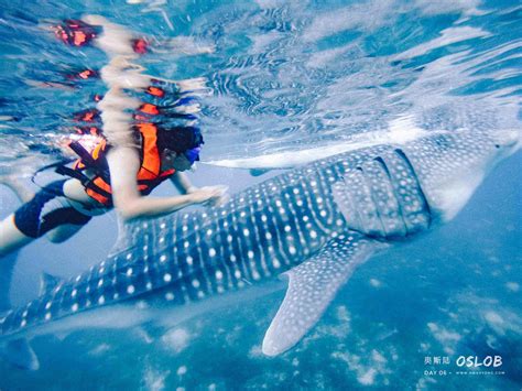 Cebu Oslob Whale Sharks Complete Travel Guide | Hweh Yong