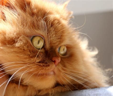 What Breed of Cat is Garfield? (Is it really?) - Feline Follower