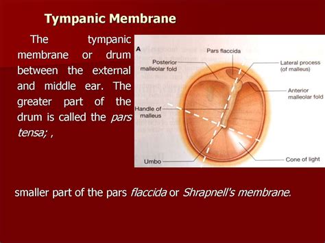 Clinical anatomy, physiology and methods of examination of the middle ear - online presentation