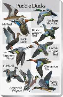 Waterfowl identification chart - Waterfowl