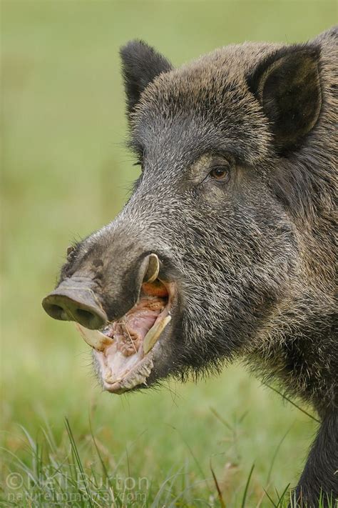 Daddy pig by Neil Burton on 500px | Pig hunting dogs, Wild pig, Wild hog