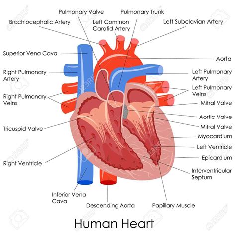 Human Heart Anatomy Diagram - Health Images Reference