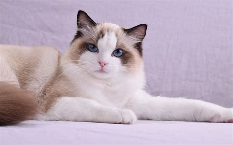 Ragdoll Cat Wallpaper | PixLith