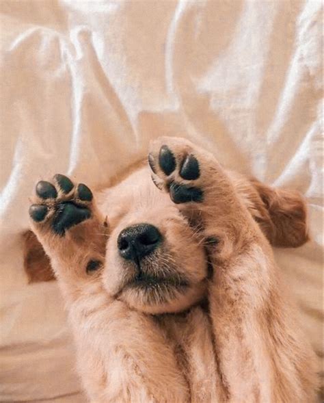 Pin by Guilleee🦋 on Inspiration | Cute animals puppies, Very cute dogs, Cute dog photos