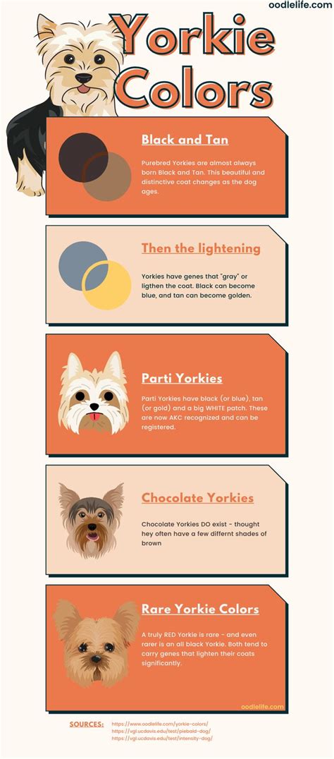 Yorkie Colors - Yorkshire Terrier Coat Colors [Photo Guide and ...