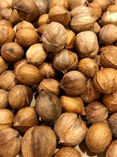 30 Hickory Nuts Wild Mockernut Hickory Nuts for Crafting or | Etsy