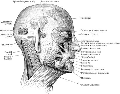 Muscles of the Head | ClipArt ETC