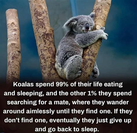 Pin by Daniel Kidder on Koala | Mind blowing facts, Life, Your spirit ...