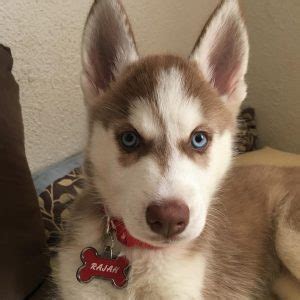 500+ Husky Names: The Most Comprehensive List You’ll Find - K9 Web