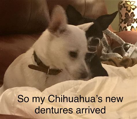 My Chihuahua’s dentures arrived | Chihuahua, False teeth, Animals