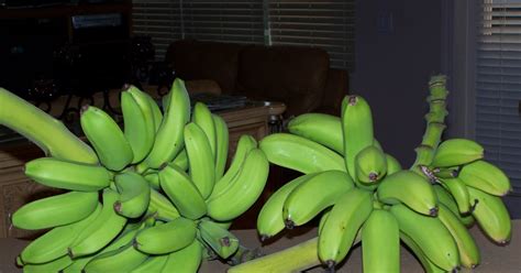 Our Magnificent Mini Organic Bananas