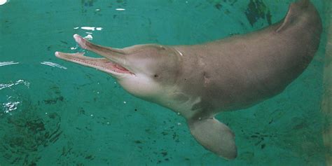 Book Junkie: Baiji, Chinese river dolphin, declared extinct 2006