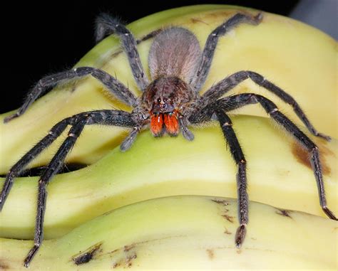 Are Banana Spiders Venomous? The Answer Might Surprise You