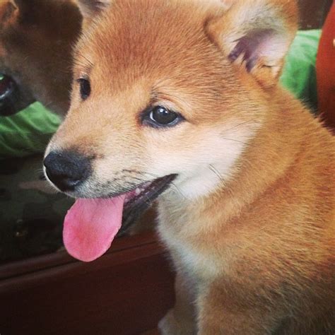 Shiba Inu pup — Weasyl