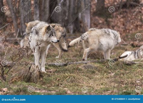 Pack of Timber Wolves stock image. Image of frightening - 47548869