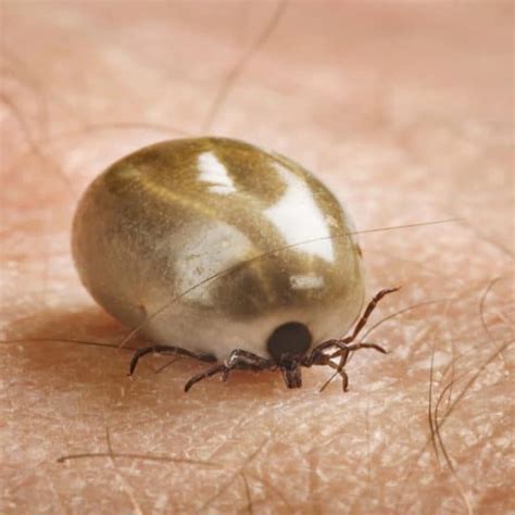 Types of Ticks in Virginia · ExtermPRO