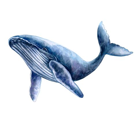 Ballena azul aislada en un fondo blanco primer de la plantilla de la ilustración de la acuarela ...