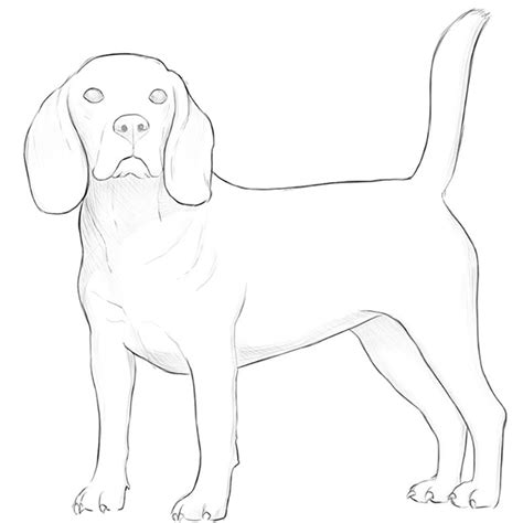 How To Draw A Realistic Dog Step By Step - How To Draw Hyper Realistic ...