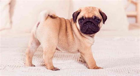 Why Do Pugs Have Curly Tails