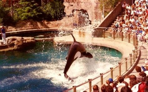 Magnificent Vancouver Aquarium in Stanley Park: Captured Killer Whales ...