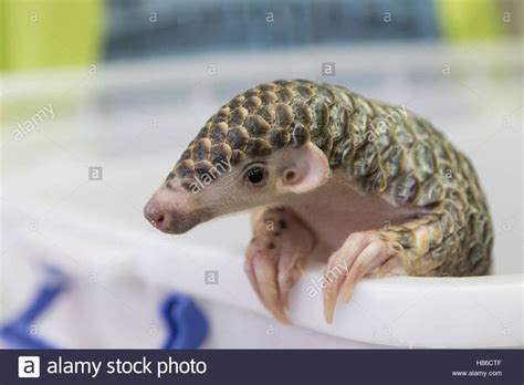 Download this stock image: Chinese Pangolin (Manis pentadactyla) three ...