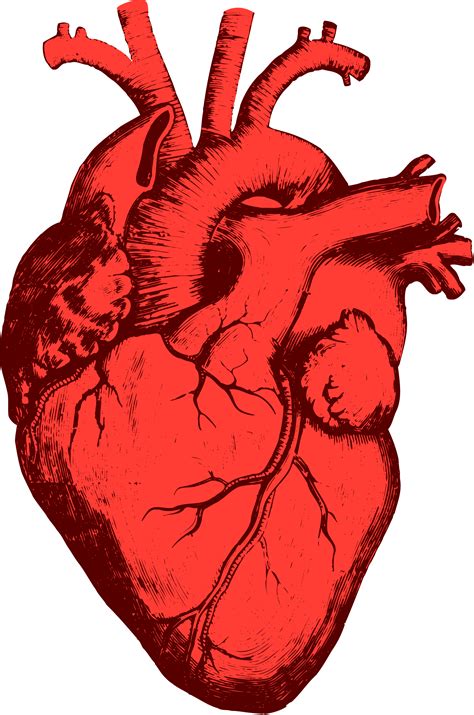 Human Heart Drawing Anatomical Heart Drawing Human Heart Art Human | Images and Photos finder