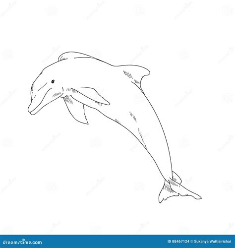 Aquatic Animals Dolphin Drawing Illustration. Stock Illustration - Illustration of mammals ...