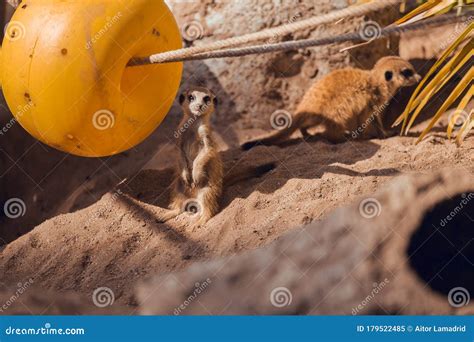 Meerkat Puppy in Conservation Center Stock Image - Image of center ...