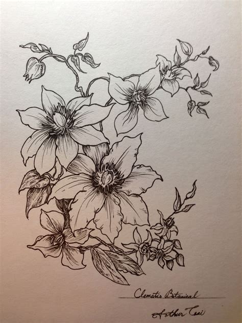 Clematis Botanical | クレマチス, 画, タトゥー