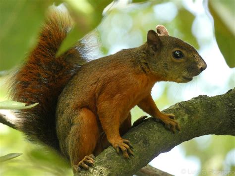 Red-tailed Squirrel (Sciurus granatensis) | Ardilla de cola … | Flickr