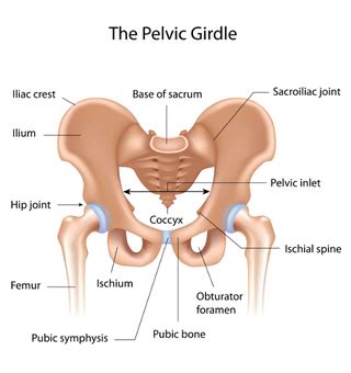 Female Pelvic Ligaments During Pregnancy