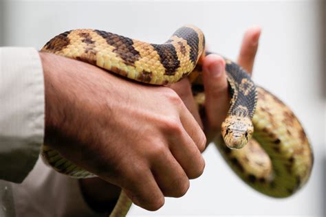 Fort Worth Zoo releases 55 Louisiana Pine Snakes into