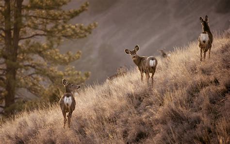 ‘Zombie deer’ disease in BC requires rapid response - TimesChronicle.ca