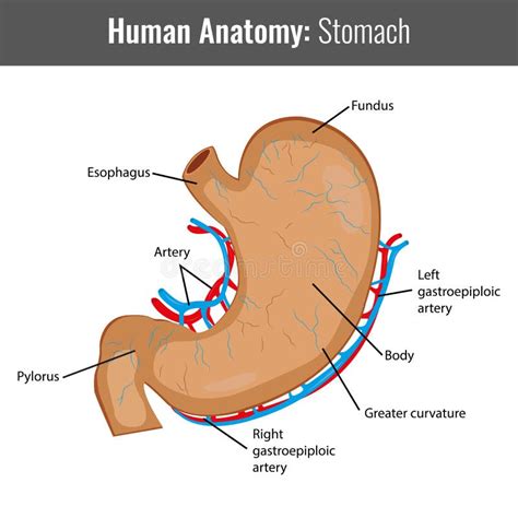 Menselijke Maag Gedetailleerde Anatomie Medische Vector Vector Illustratie - Illustration of ...