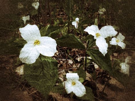Trilliums, with texture | The State Flower of Michigan. I'm … | Flickr