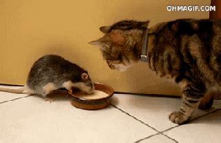 Cat Eating GIF - Find & Share on GIPHY