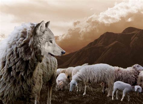 The Wolf and the Sheep (MORAL STORY)