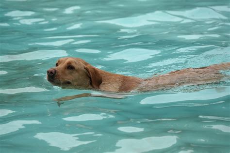 Dog Swimming Netherlands · Free photo on Pixabay