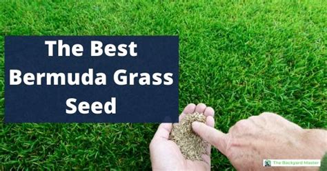 The Best Bermuda Grass Seed: Reviews and Recommendations - The Backyard Master