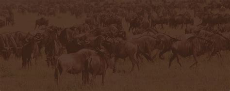 07 Days Wildebeest Migration Safari | Central Serengeti