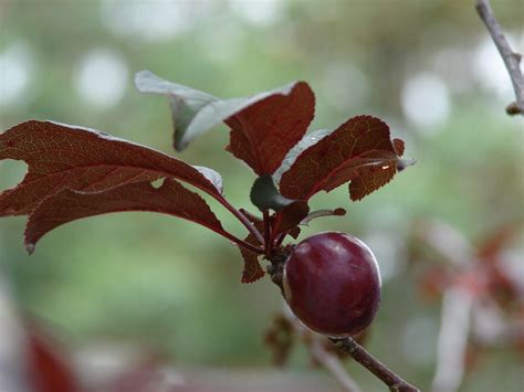 How To Propagate Ornamental Plum Trees From Cuttings – Craftsmumship