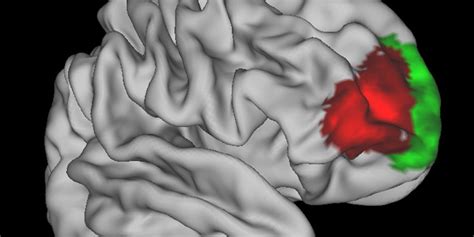 Newly Discovered Brain Region May Be Unique To Humans | HuffPost