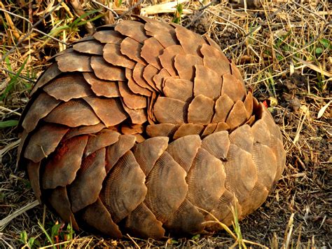 What is a Pangolin? Pangolin Animal Facts & Pangolin Images