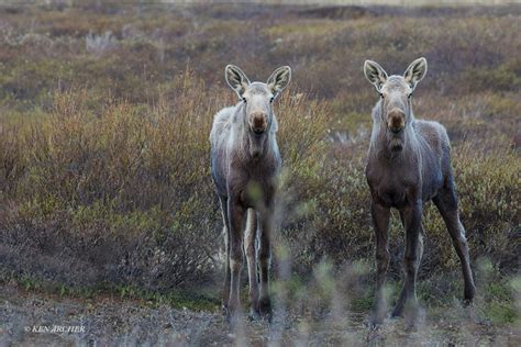 KEN ARCHER | Seward Peninsula (Nome) & Seward Alaska, Birds and Wildlife