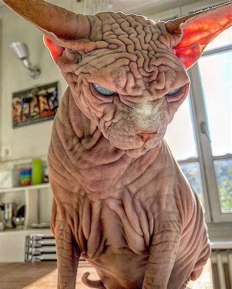 Extra-Wrinkly Sphynx Kitty Called 'the World's Scariest Cat' Is ...