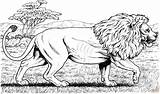 Walking African Lion coloring page  Free Printable Coloring Pages sketch template