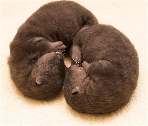 Newborn Otter Twins Curl Up Together — The Daily Otter