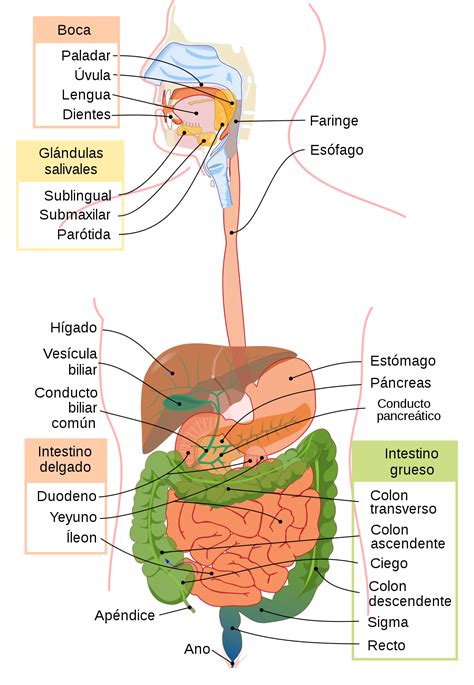 Aparato digestivo - Wikipedia, la enciclopedia libre