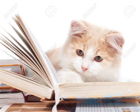 Cat Reading a Book – The Complete Collection - Adazing