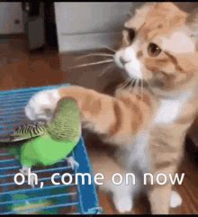 Bird Cat GIF - Bird Cat Buddies - Discover & Share GIFs